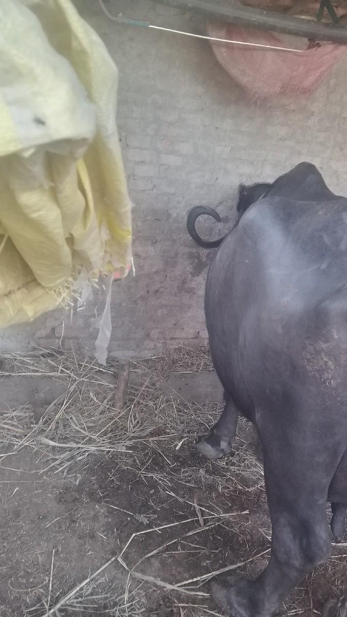 થંબનેલ 3