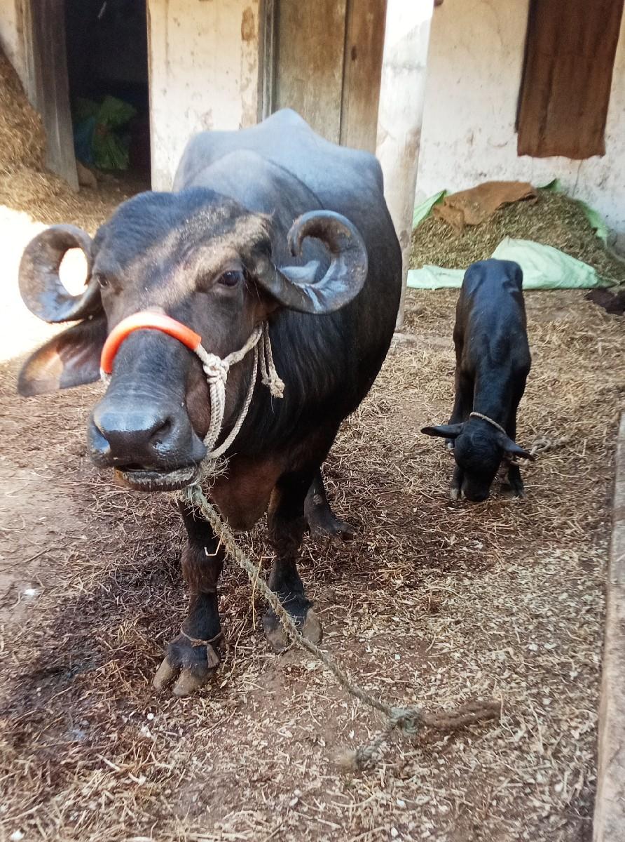 ભેસ વેચવાની છે