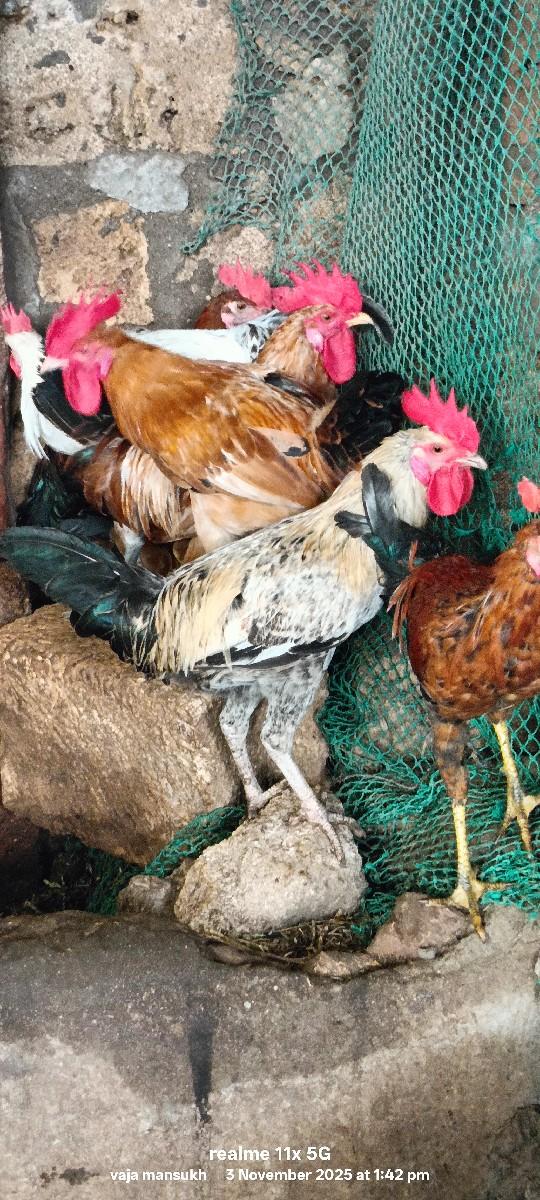 થંબનેલ 3