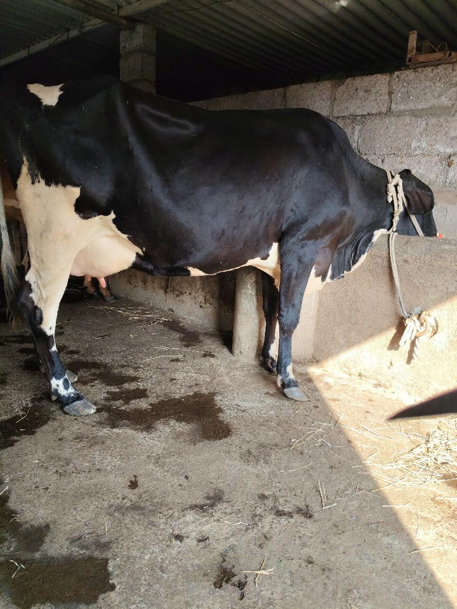 બેસવાની છે