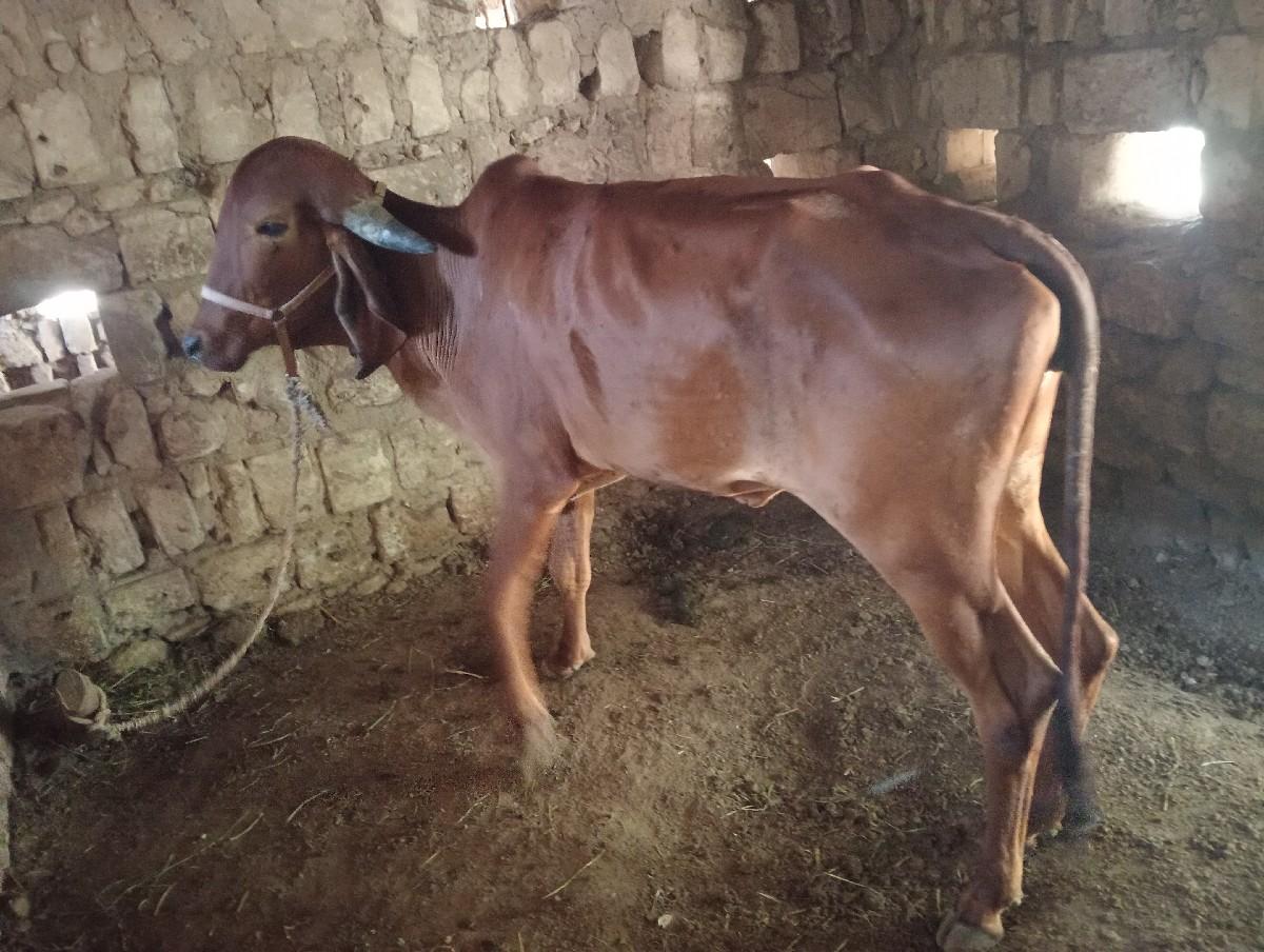 ગીર વાંસલડી