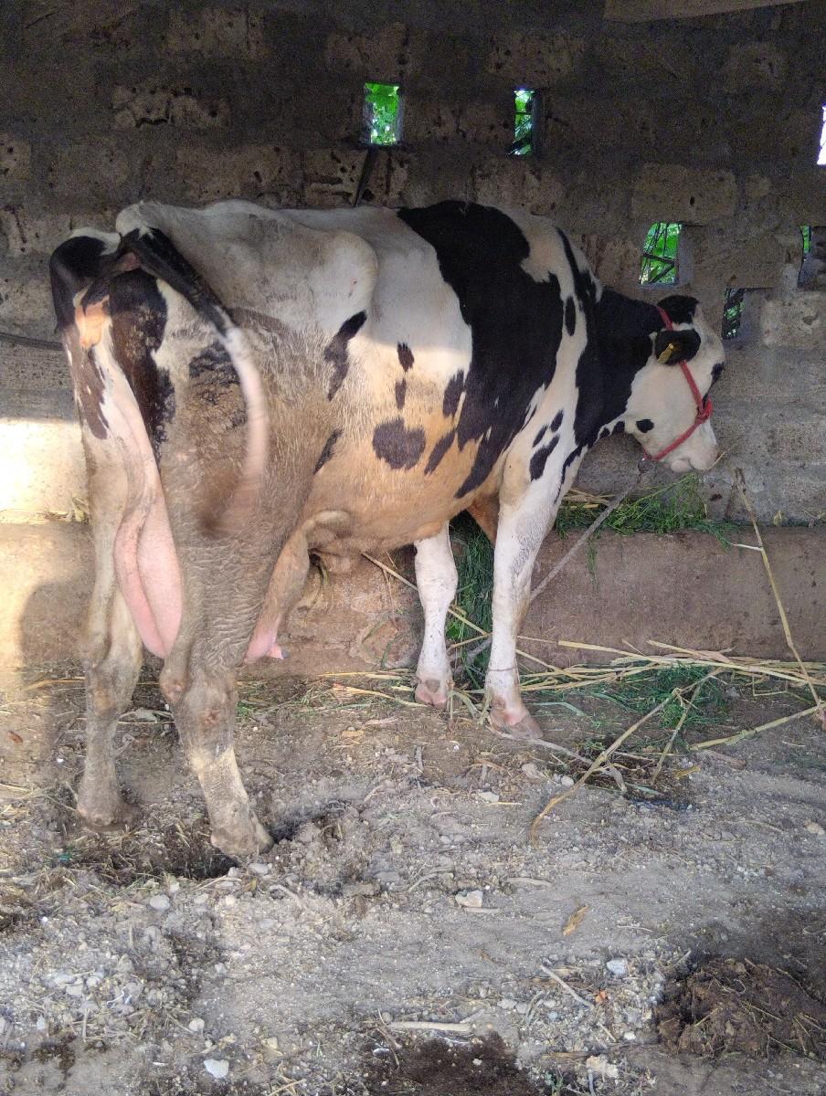 થંબનેલ 3