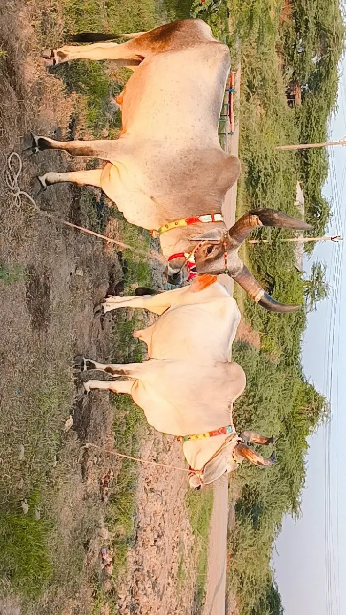 થંબનેલ 3