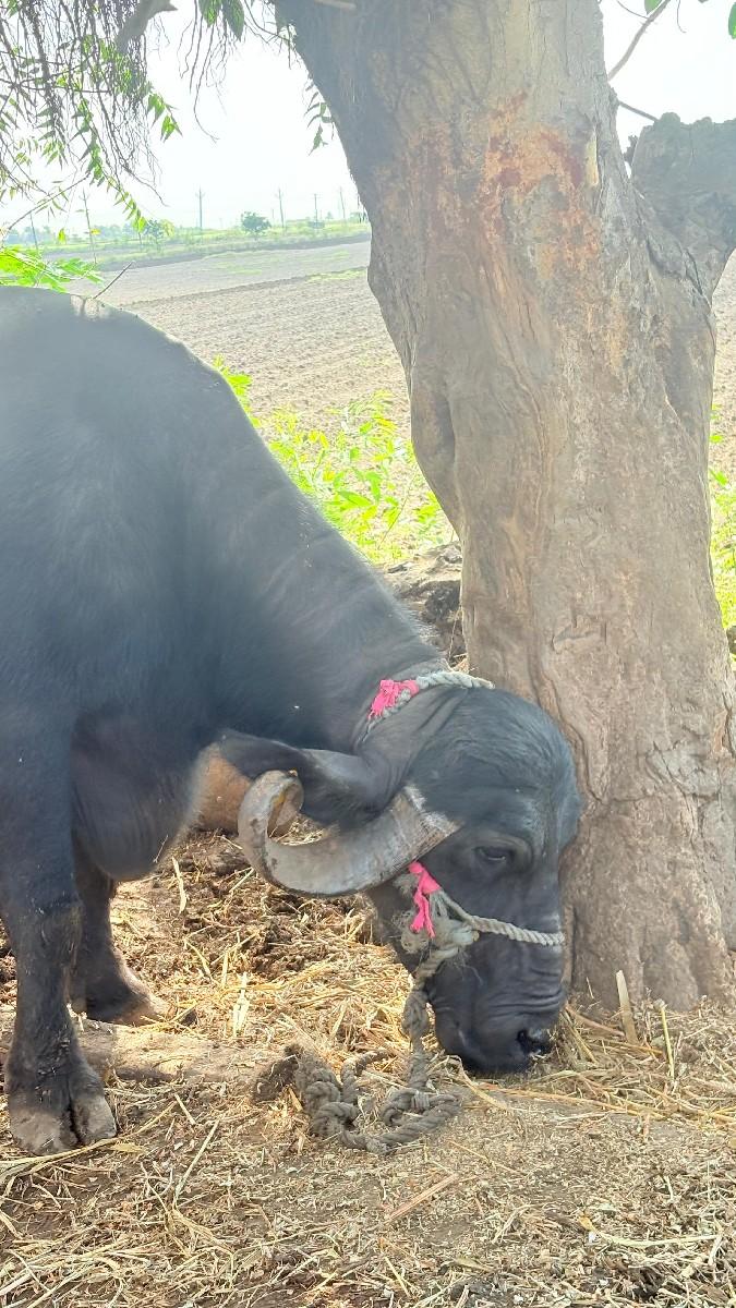 થંબનેલ 3