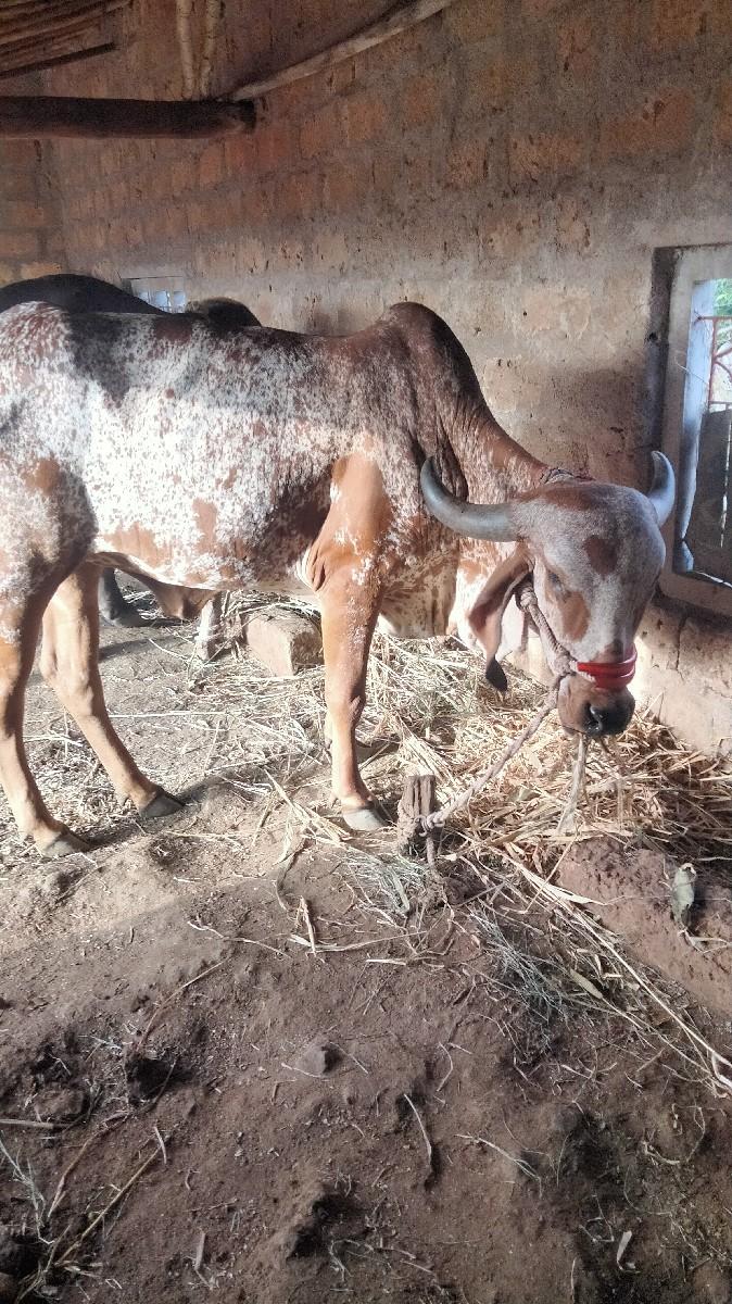 થંબનેલ 2