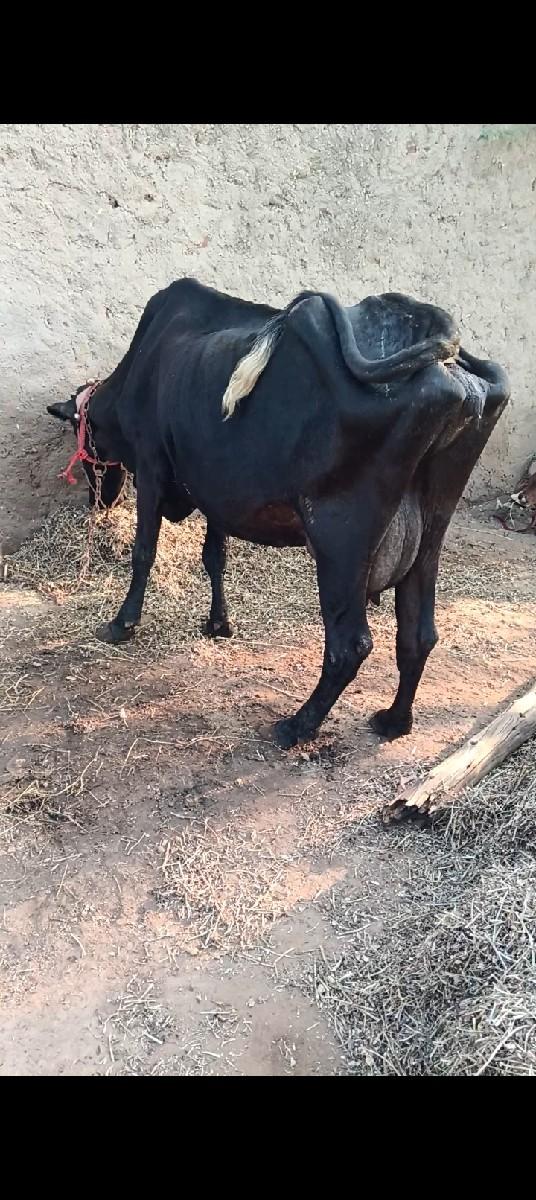 ગાય વેચવાની છે