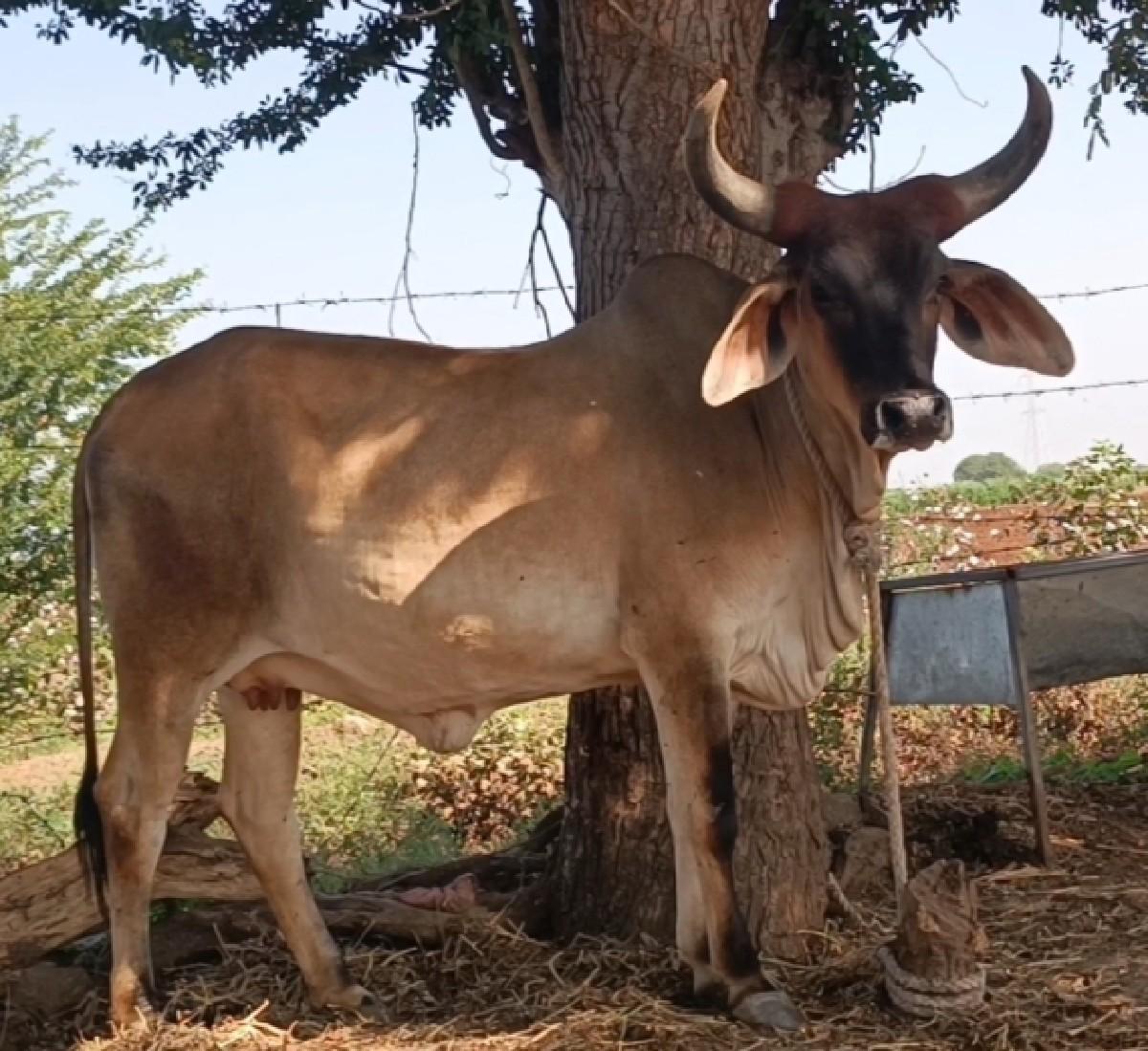 હોડકી વેચવાની છે