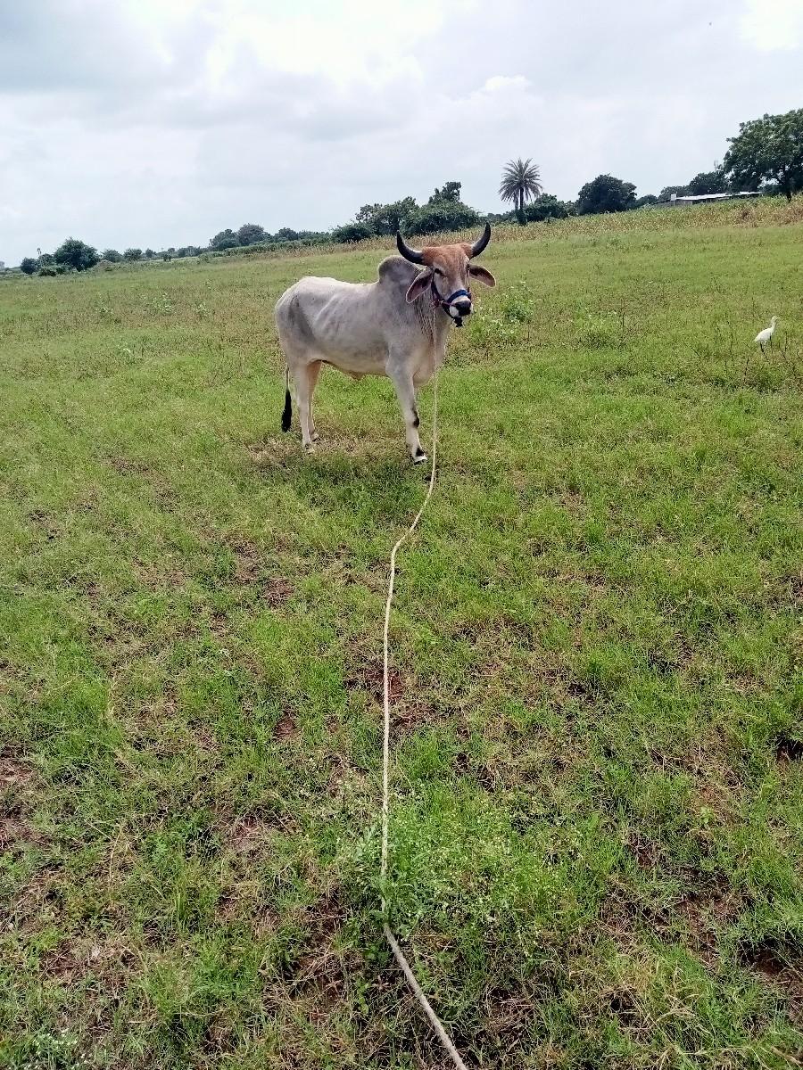 થંબનેલ 2