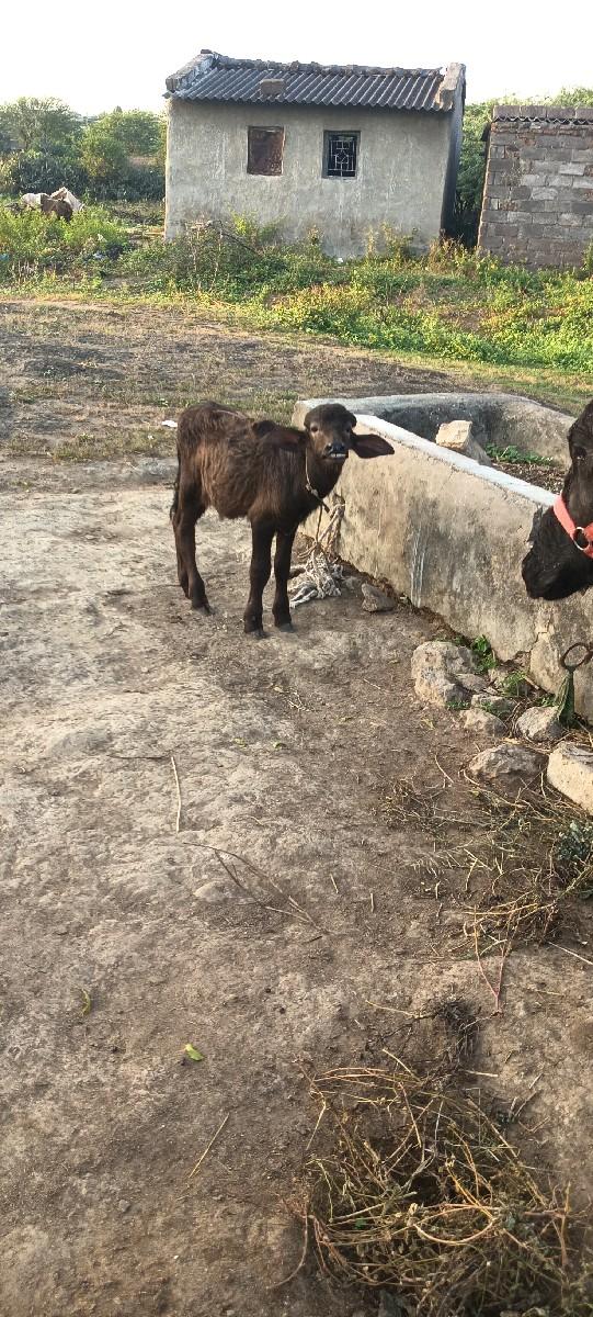 થંબનેલ 3