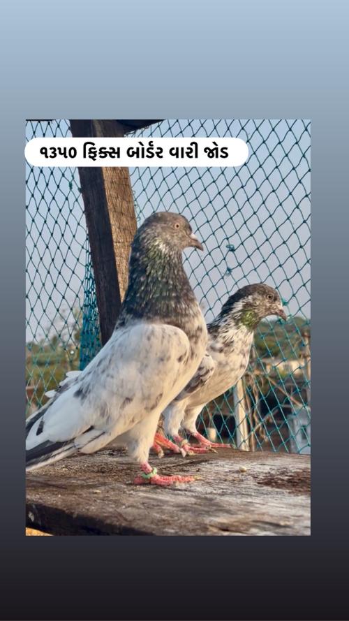 ફૂલ ઉડાન કબૂતર