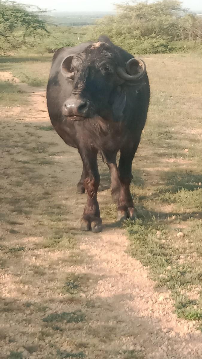 થંબનેલ 3