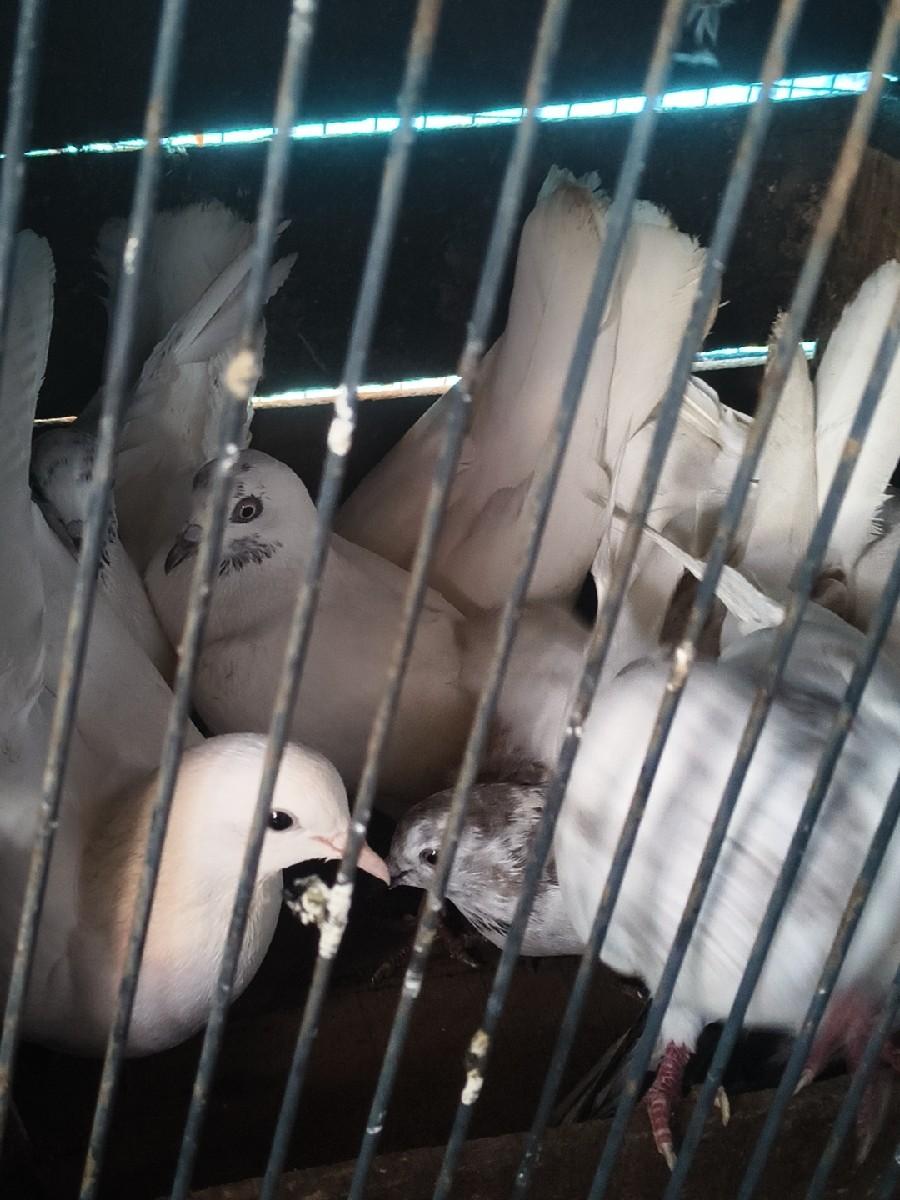 થંબનેલ 2