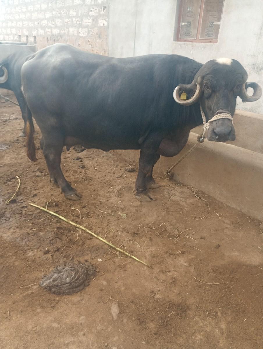 ભેંસ વેચવાની છે