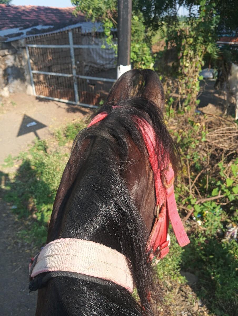 ઘોડી વેચવાની છે