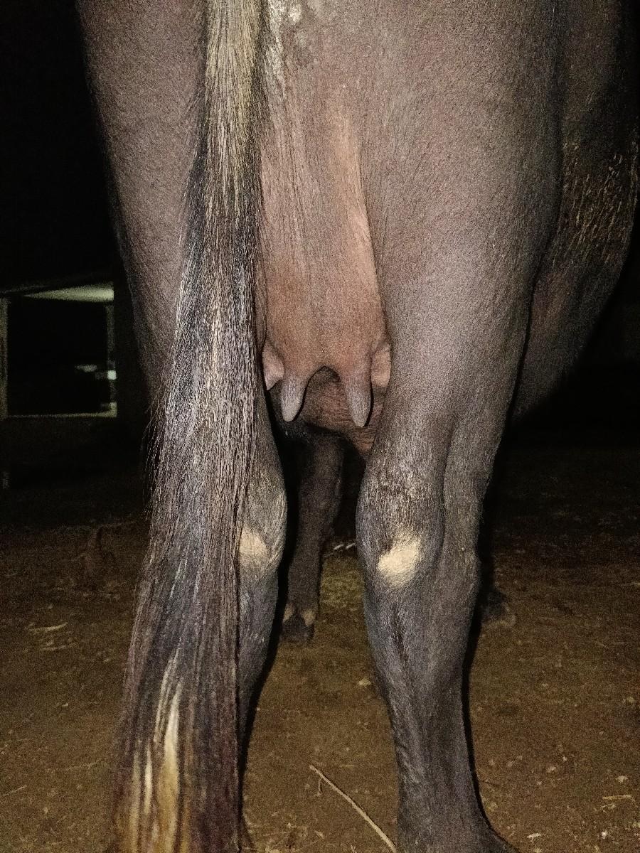 ભેંસ વેચવાની છે