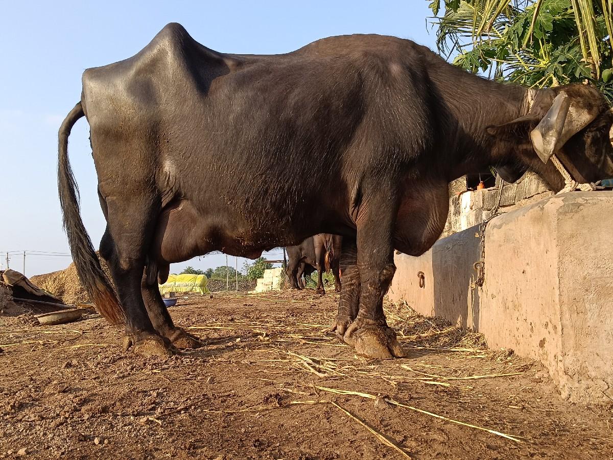 ભેંસ વેચવાનીસે