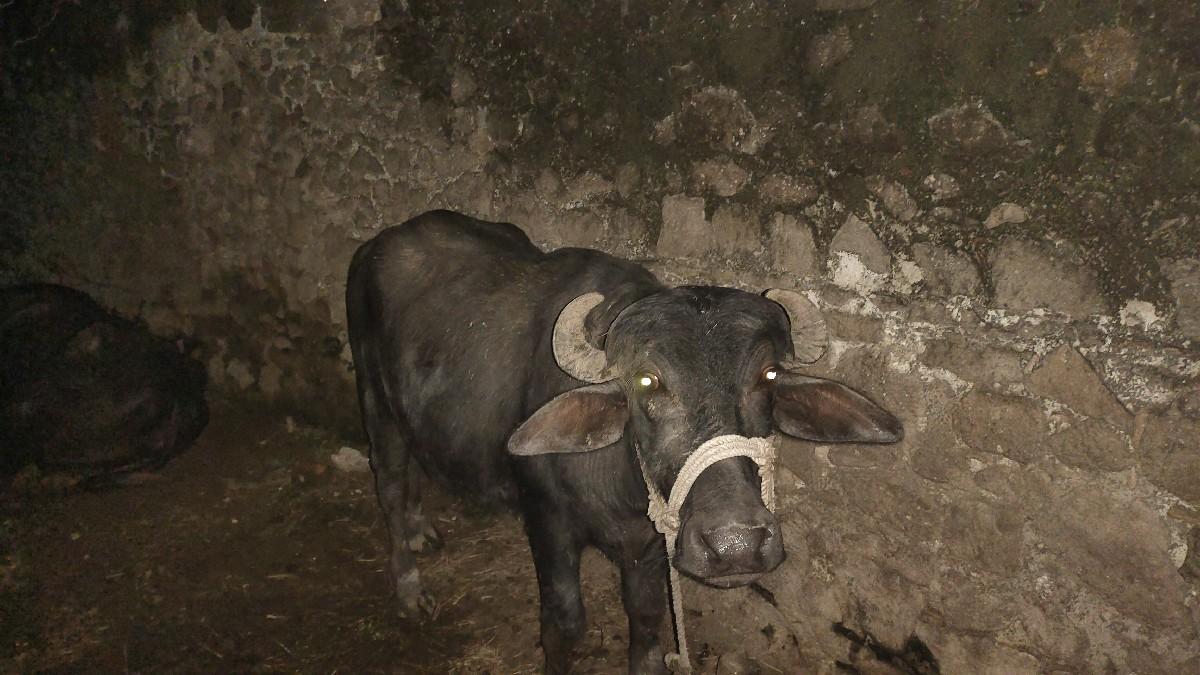 પાડી વેંચવાની છે