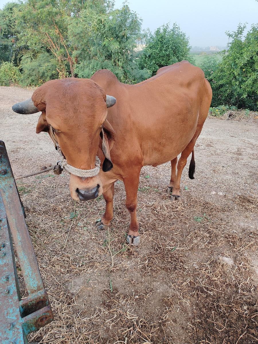 थंबनेल 2