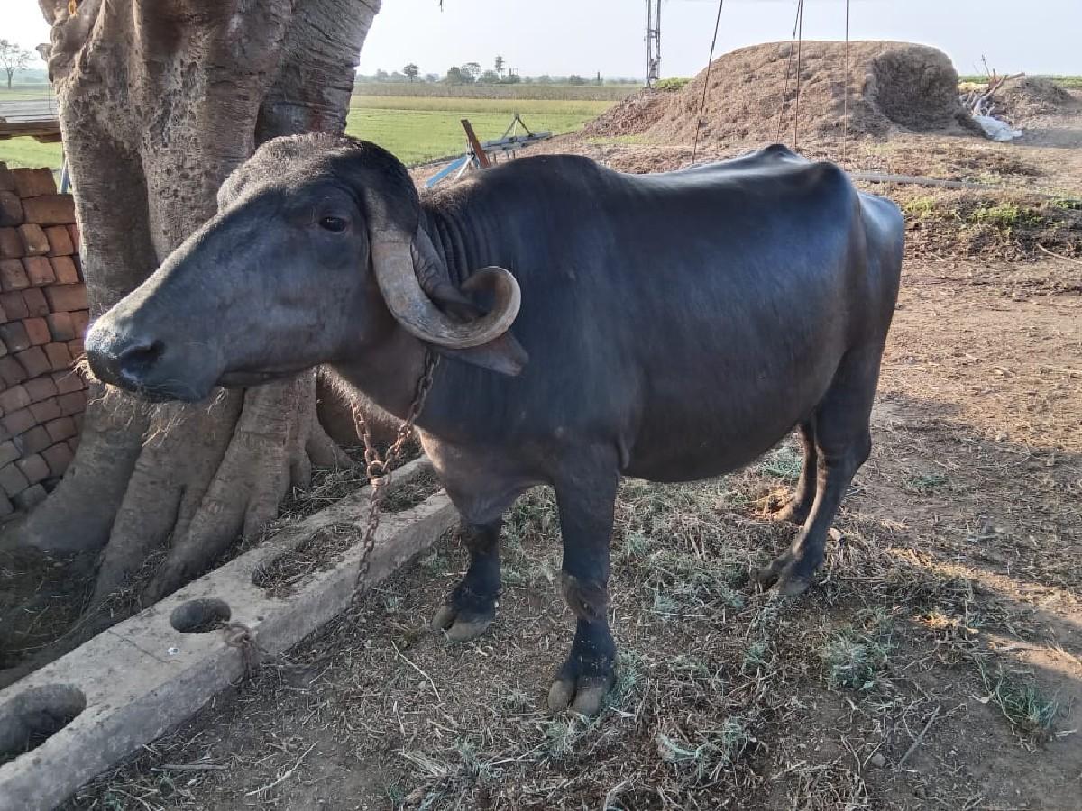 થંબનેલ 3