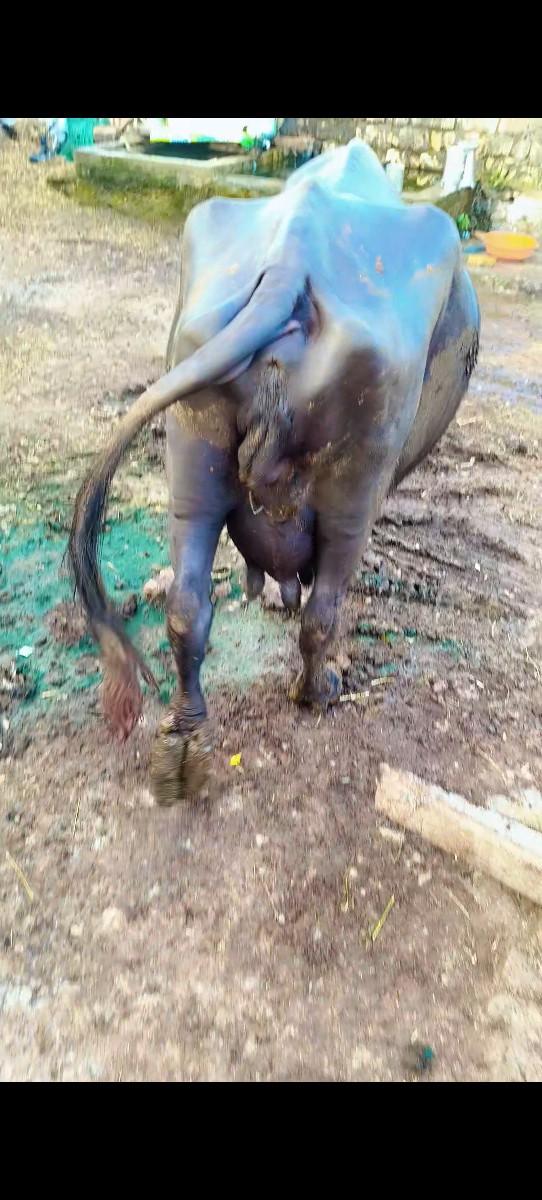 થંબનેલ 3