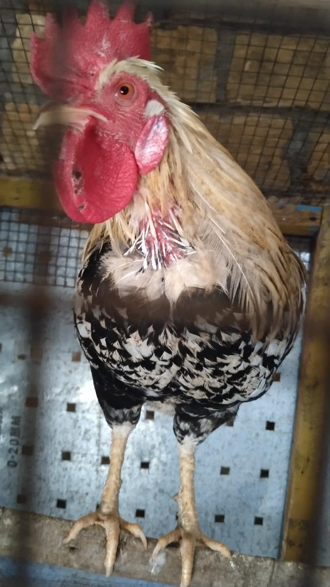 દેશી મુરઘો