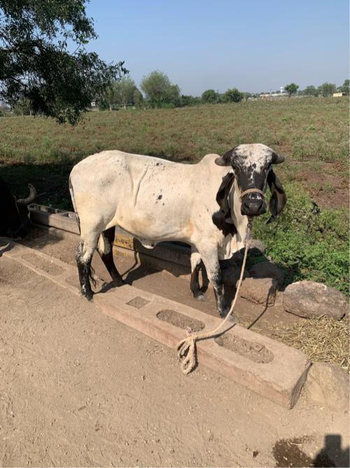 Lildi Vachhadi vechvani chhe