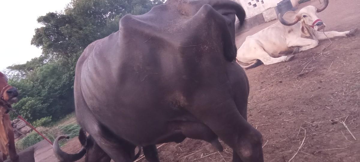 થંબનેલ 3