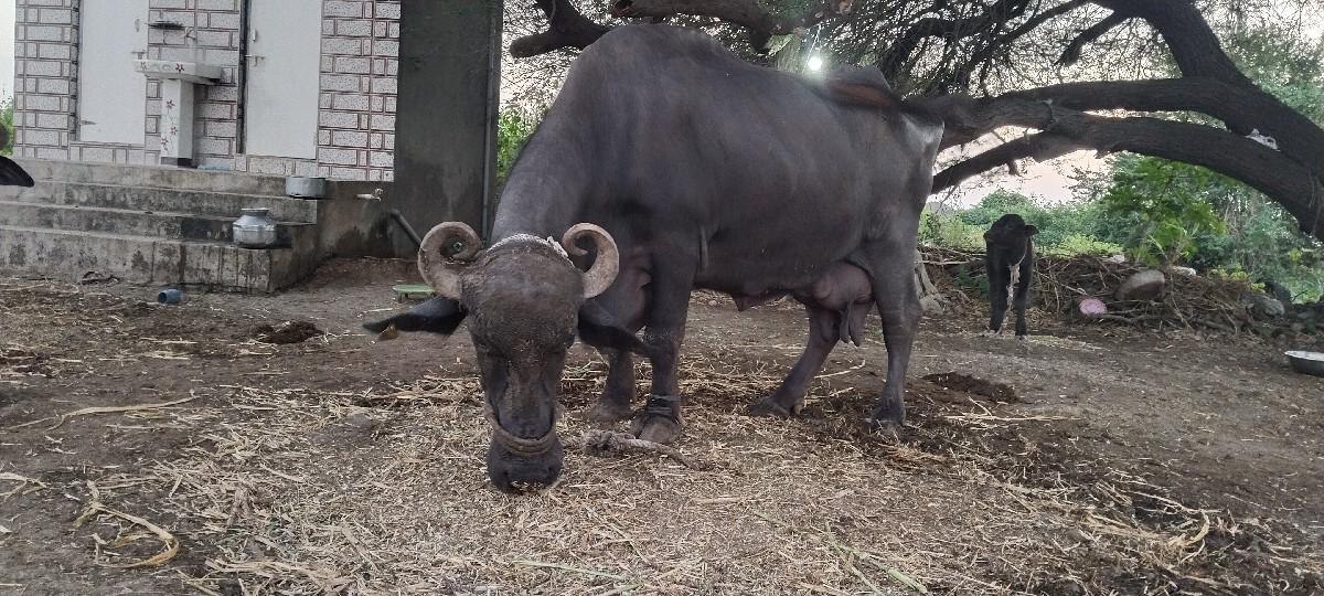 થંબનેલ 3