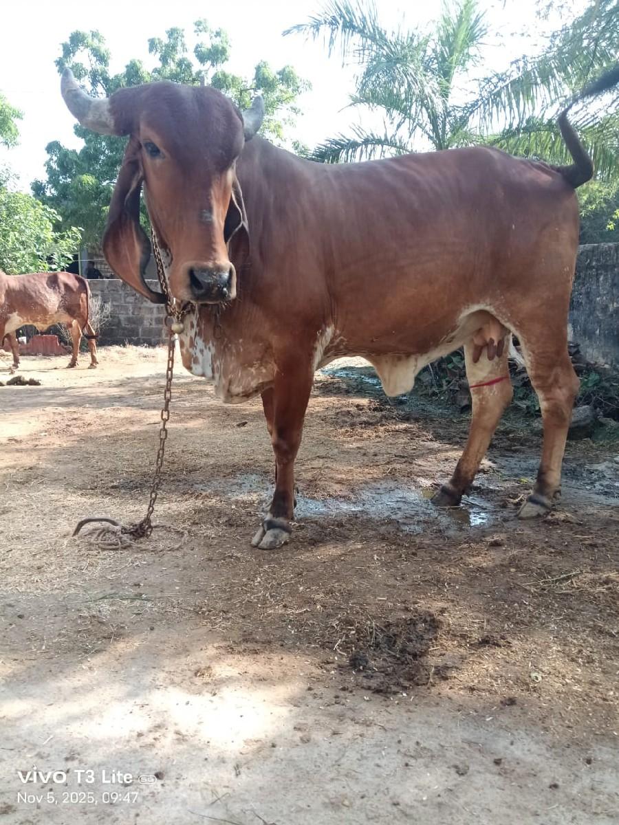 થંબનેલ 2