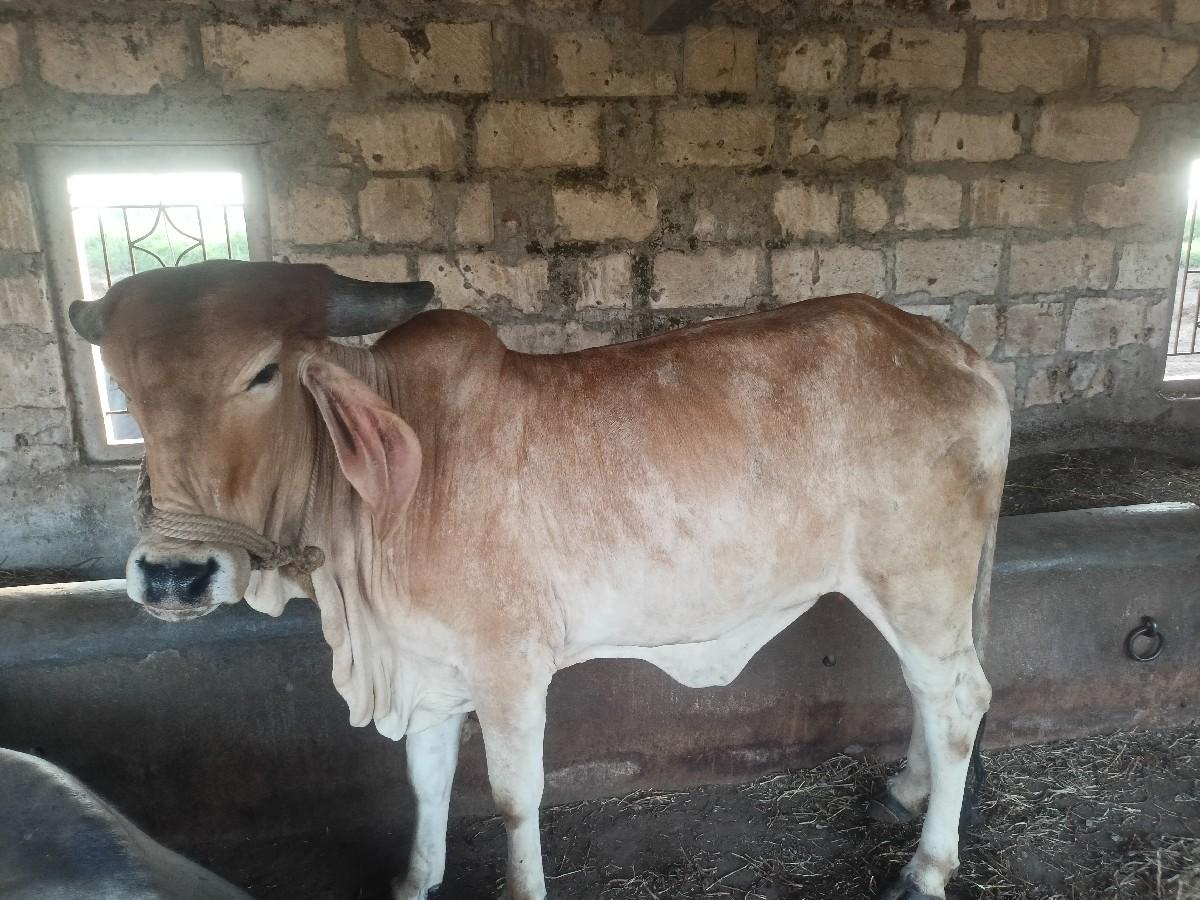 થંબનેલ 3