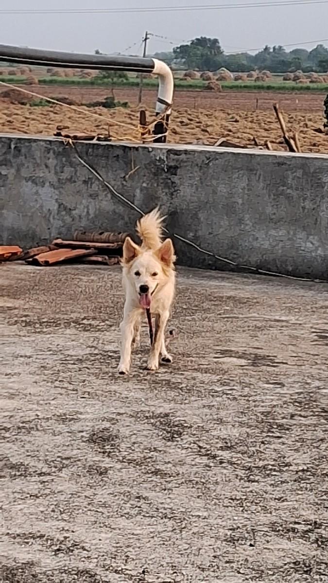 આ કુતરી આપવા ની છે