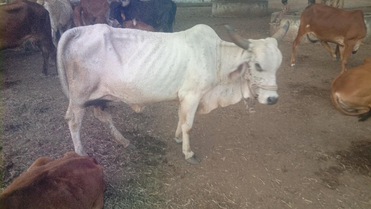 થંબનેલ 2