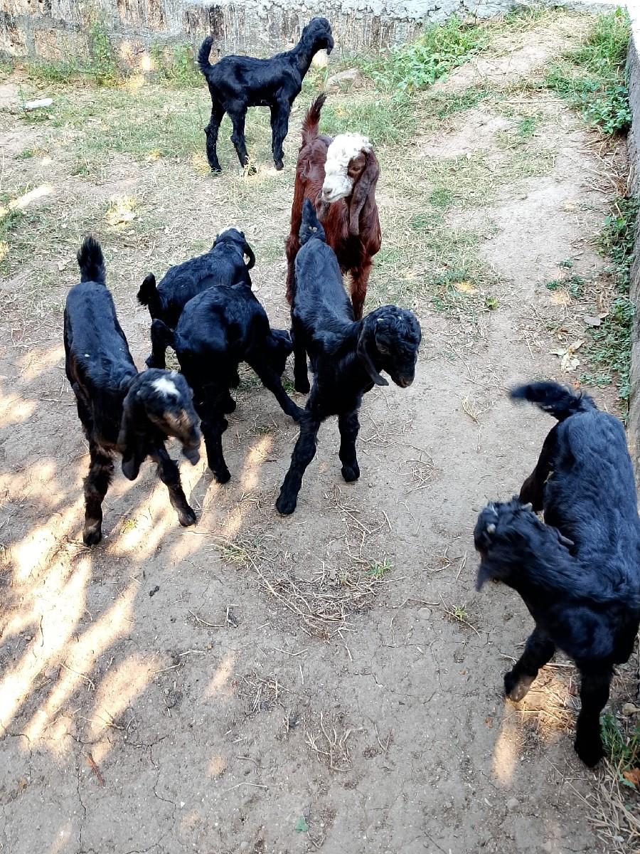 થંબનેલ 3