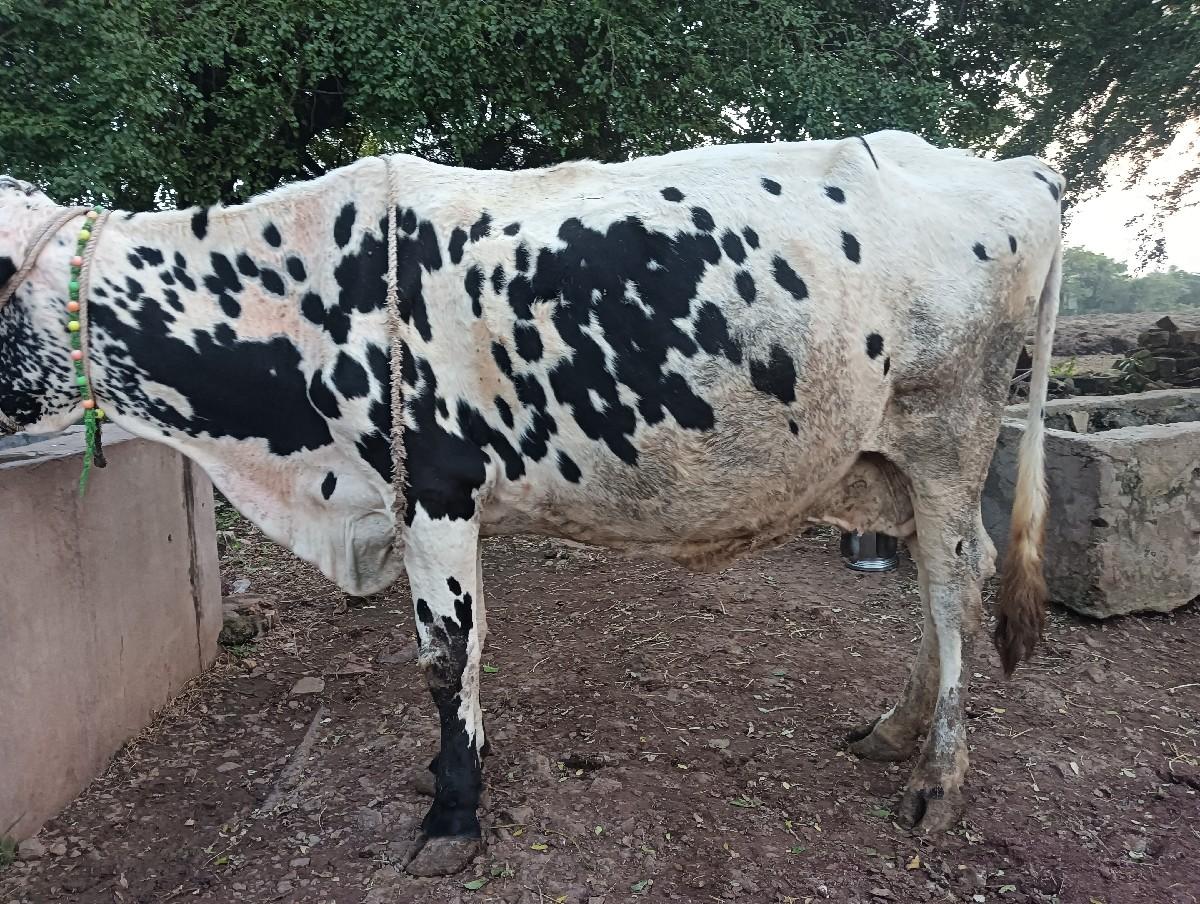 ત્રીજો  વેતર