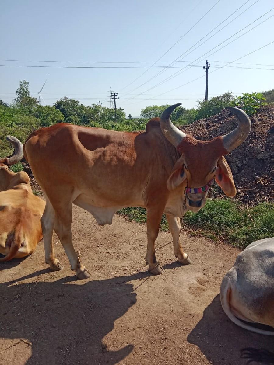 થંબનેલ 2