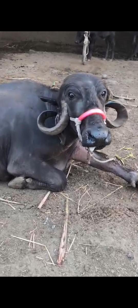 થંબનેલ 3