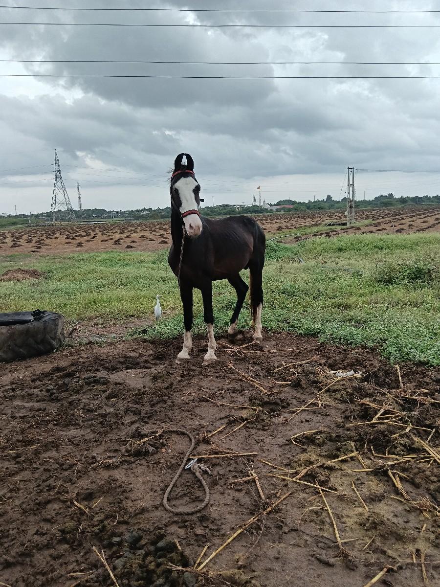 ghodo levo hoy aek phon krjo