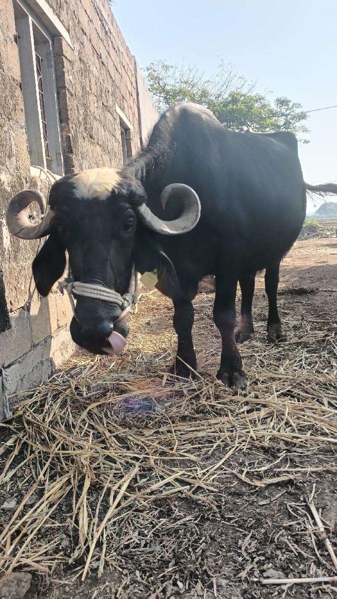 થંબનેલ 3