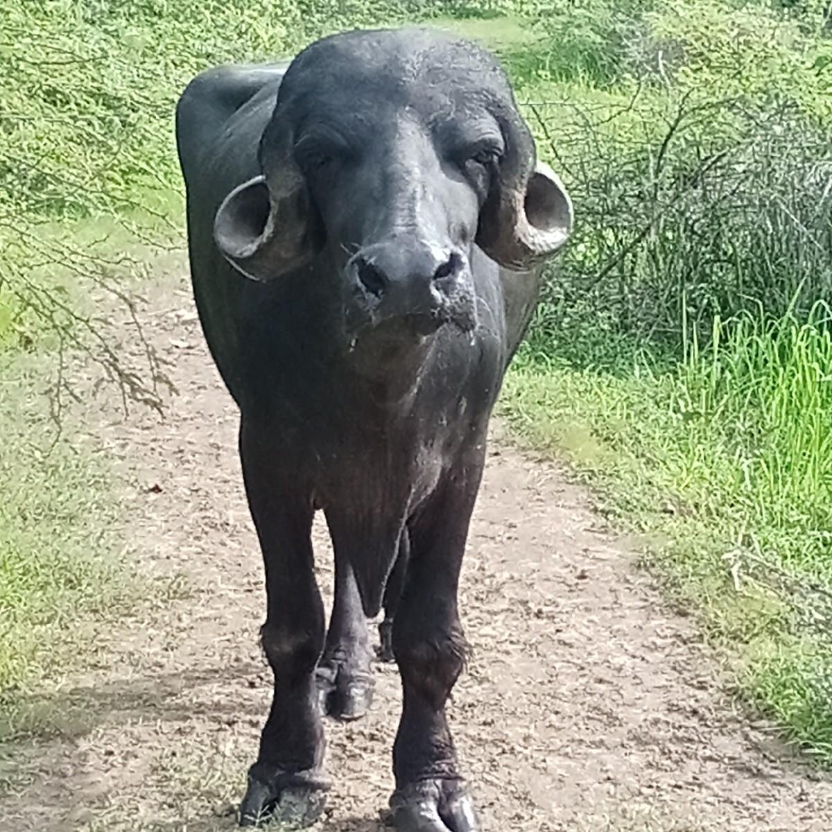 થંબનેલ 3