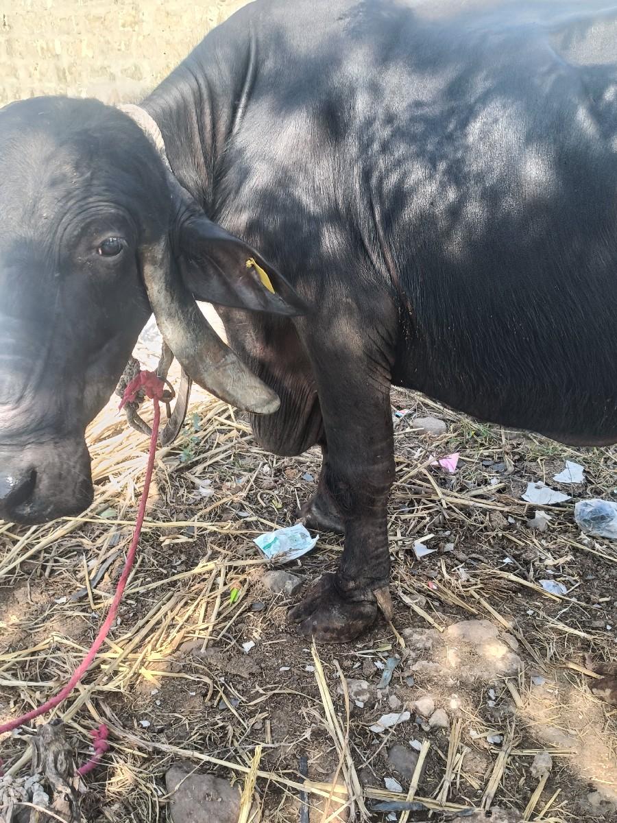 થંબનેલ 3