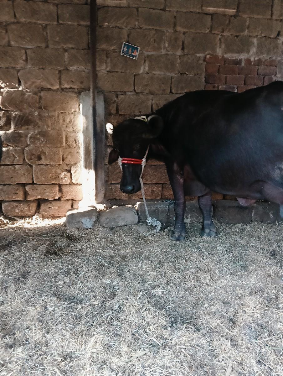 થંબનેલ 2