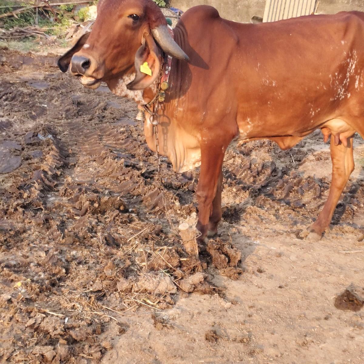 થંબનેલ 2