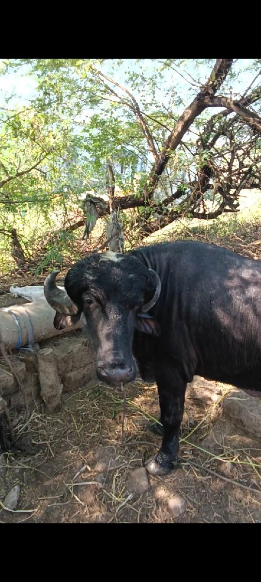 થંબનેલ 2