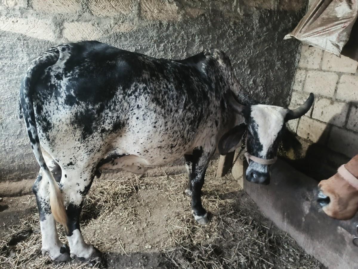 થંબનેલ 3