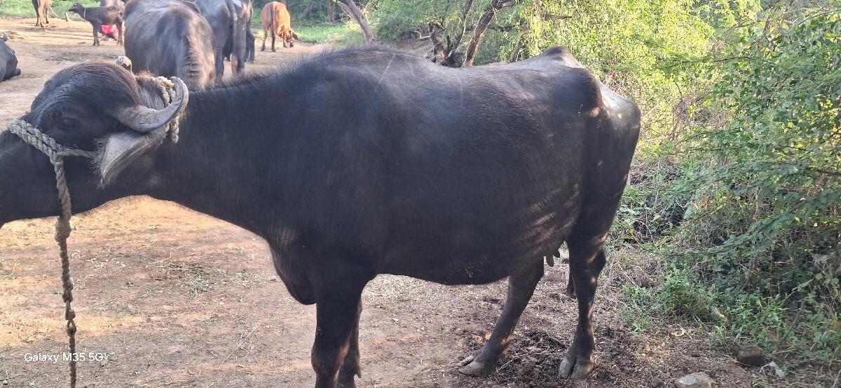 થંબનેલ 2