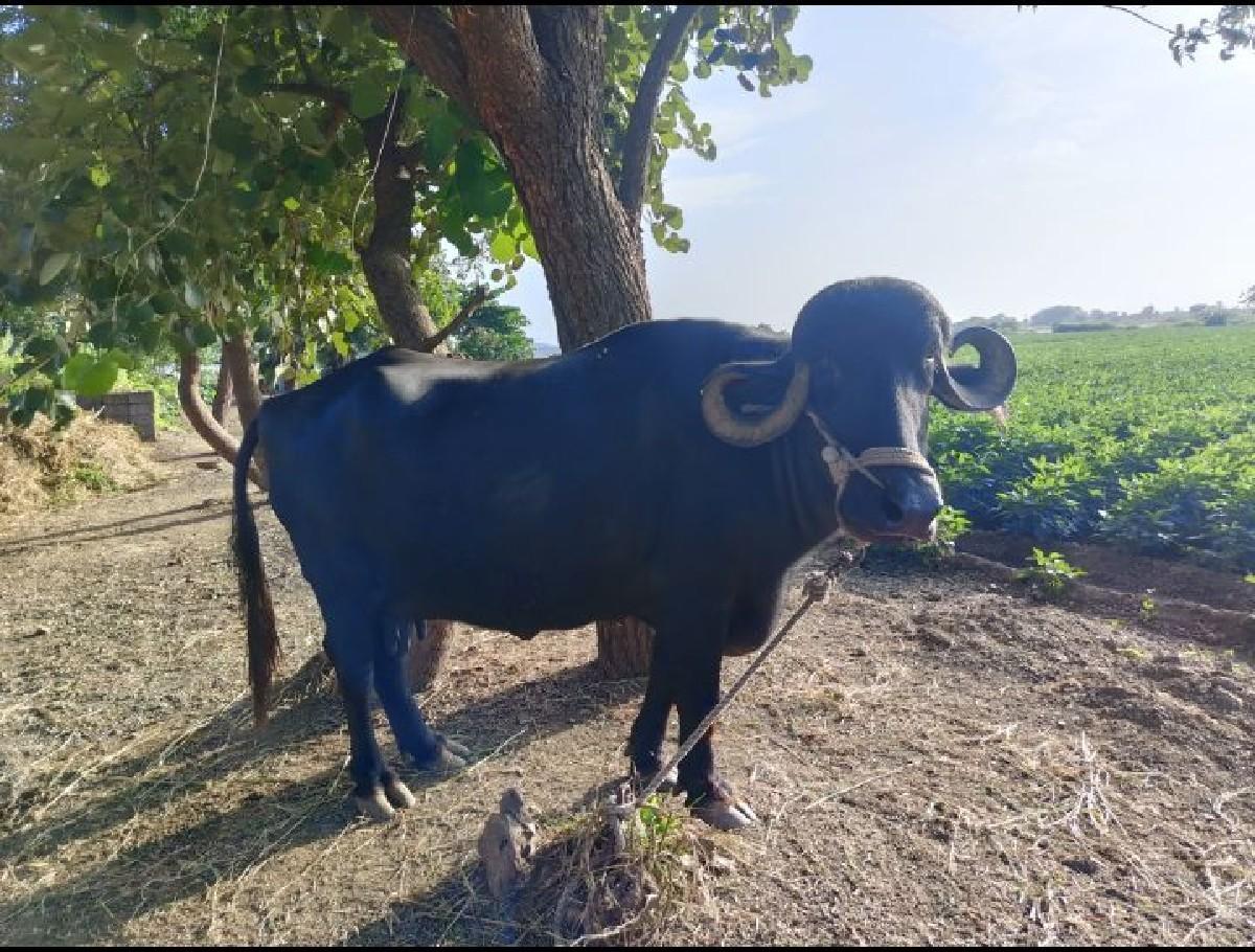 થંબનેલ 2