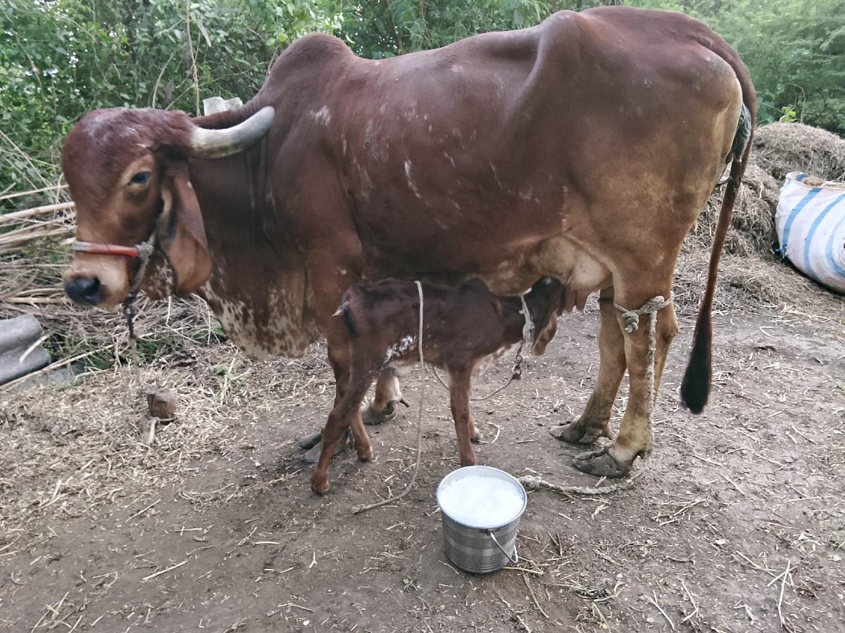 થંબનેલ 3