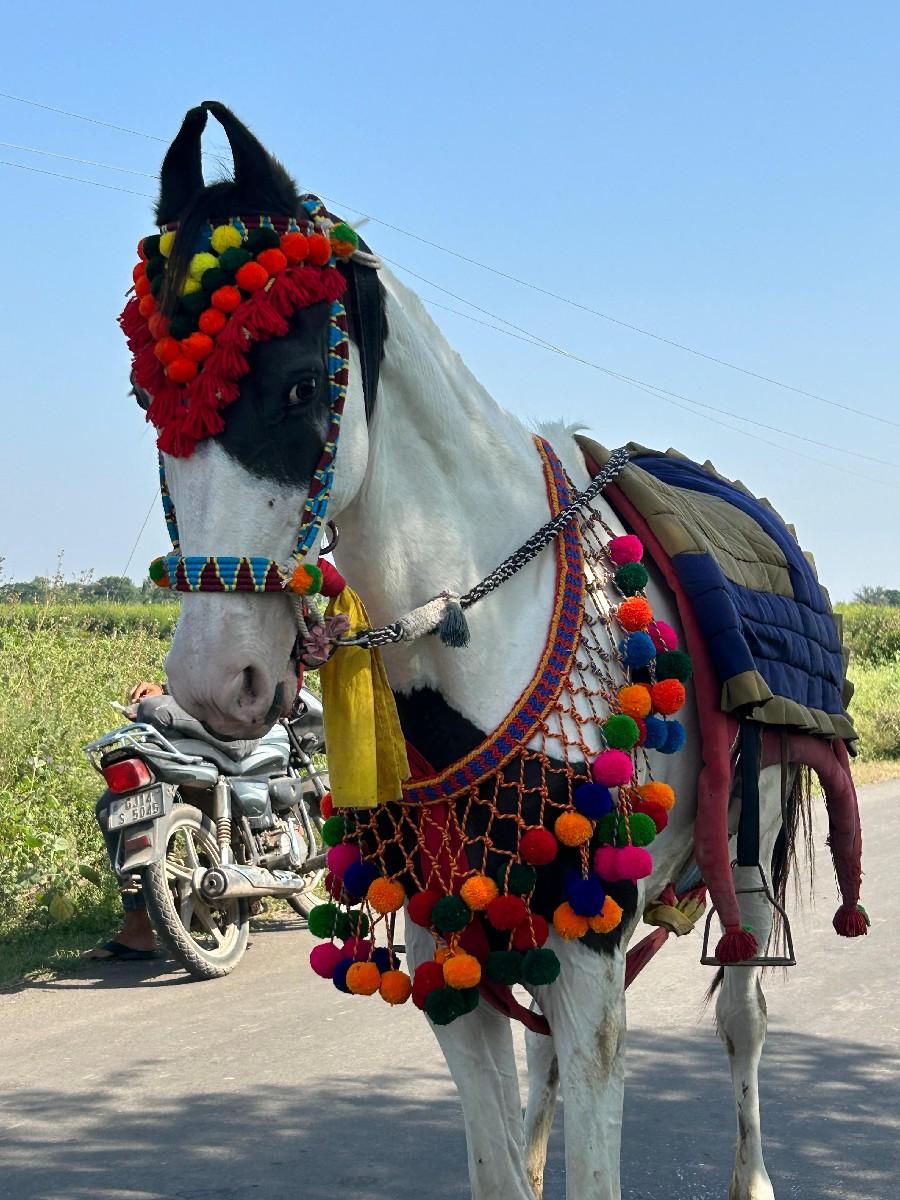 ઘોડી વેચવાની છે સાવ સોજી છે