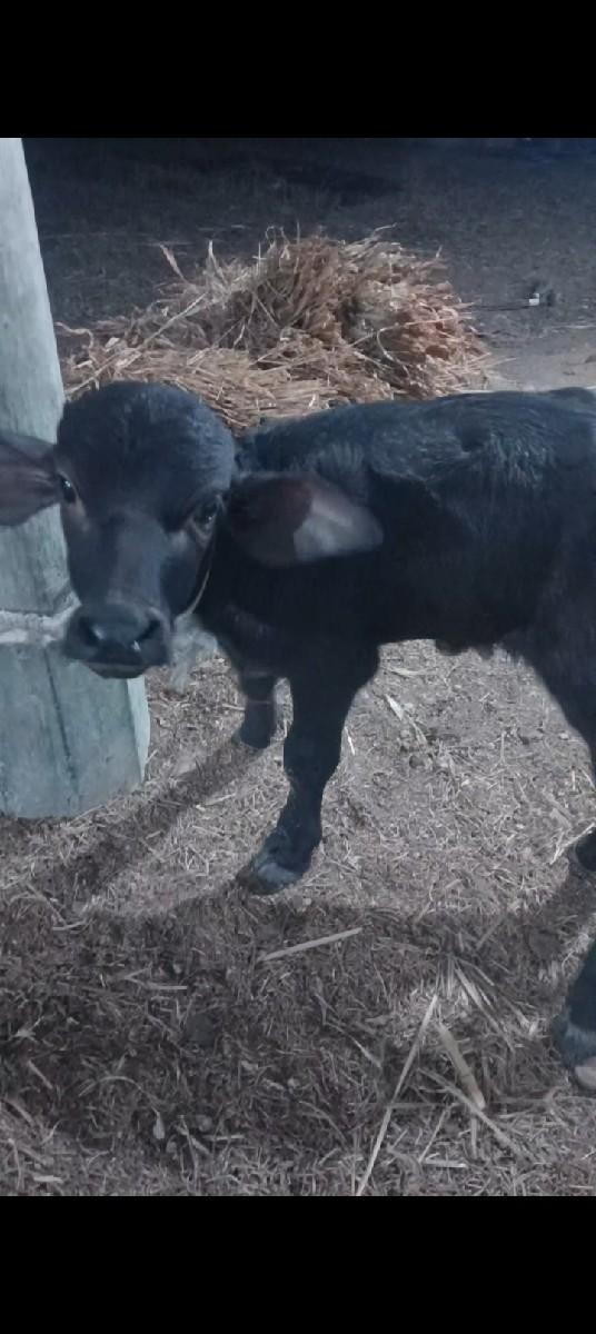 7 8 દિવસનું છે