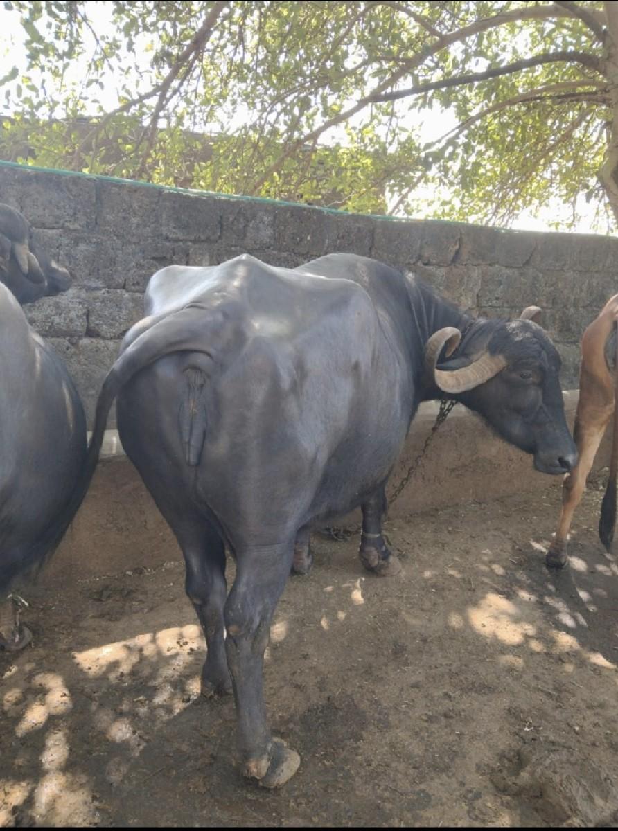 થંબનેલ 3